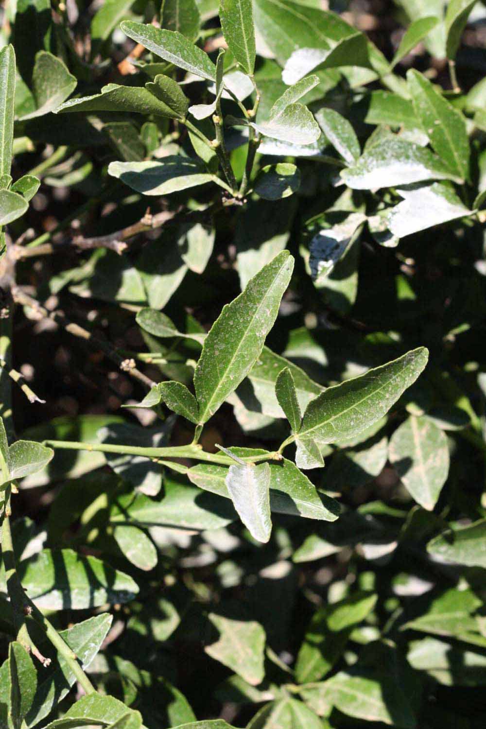              Sun leaves (Riverside, CA)       